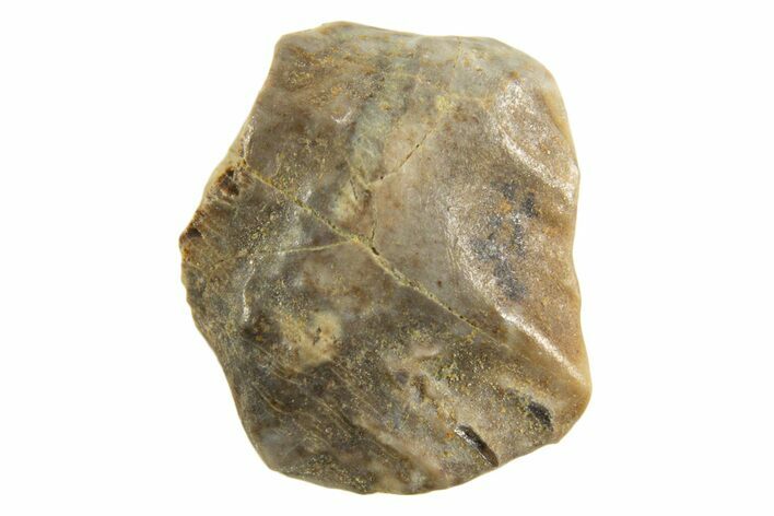 Fossil Pachycephalosaurus Tooth - Montana #338970